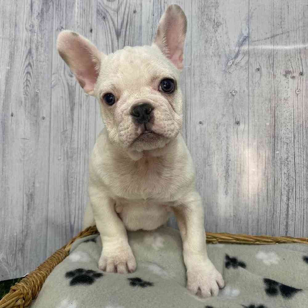 Male French Bulldog Puppy for Sale in Saugus, MA