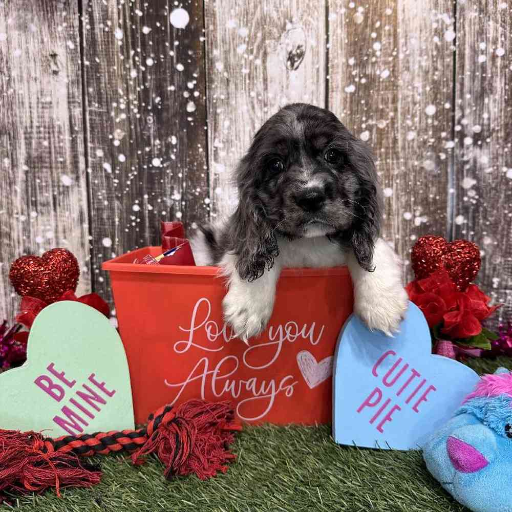 Male Cocker Spaniel Puppy for Sale in Saugus, MA