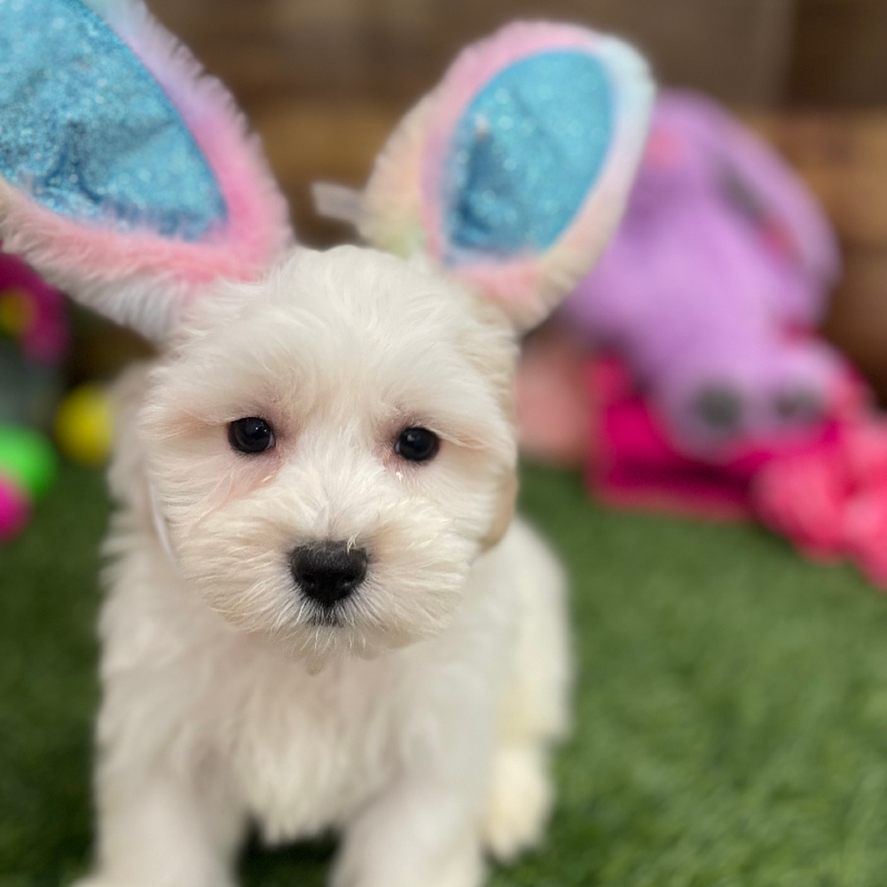 Male Malti-Poo Puppy for Sale in Braintree, MA