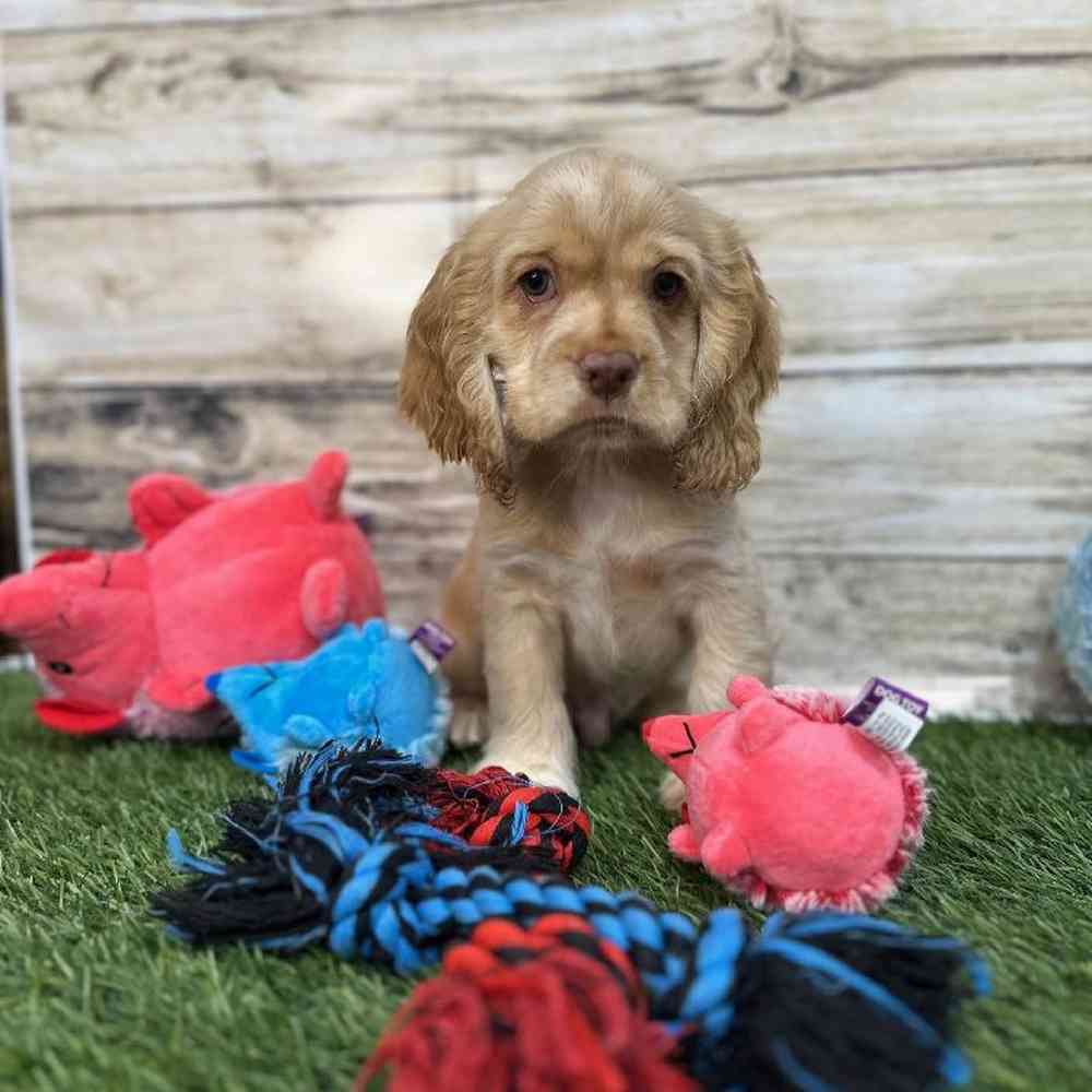 Male Cocker Spaniel Puppy for Sale in Saugus, MA