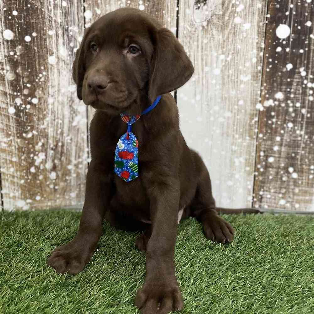 Male Labrador Retriever Puppy for Sale in Braintree, MA