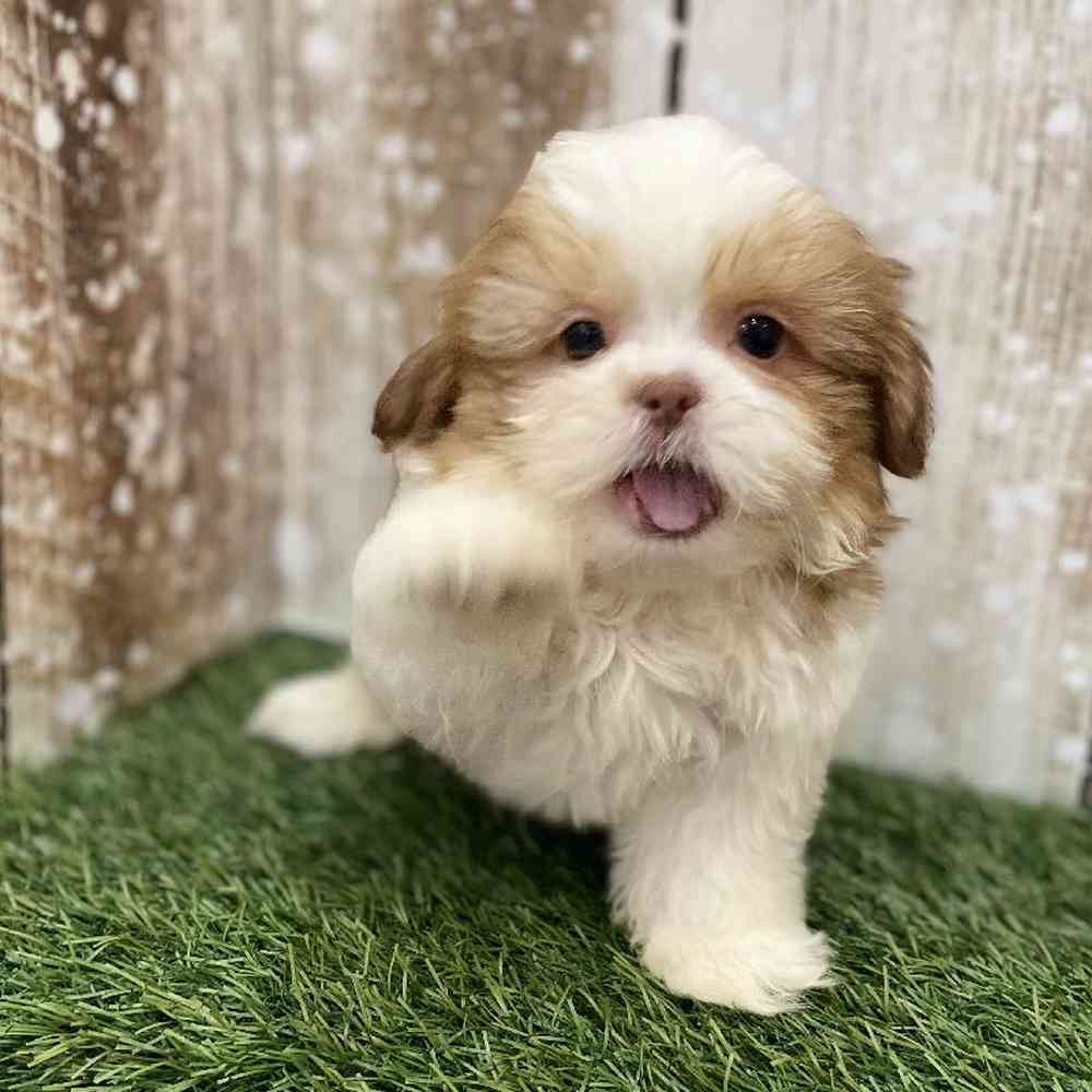 Male Shih Tzu Puppy for Sale in Braintree, MA