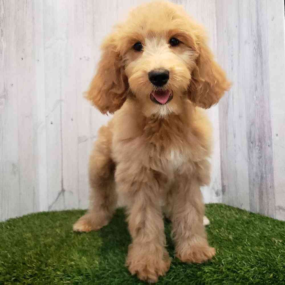 Female Goldendoodle Puppy for sale