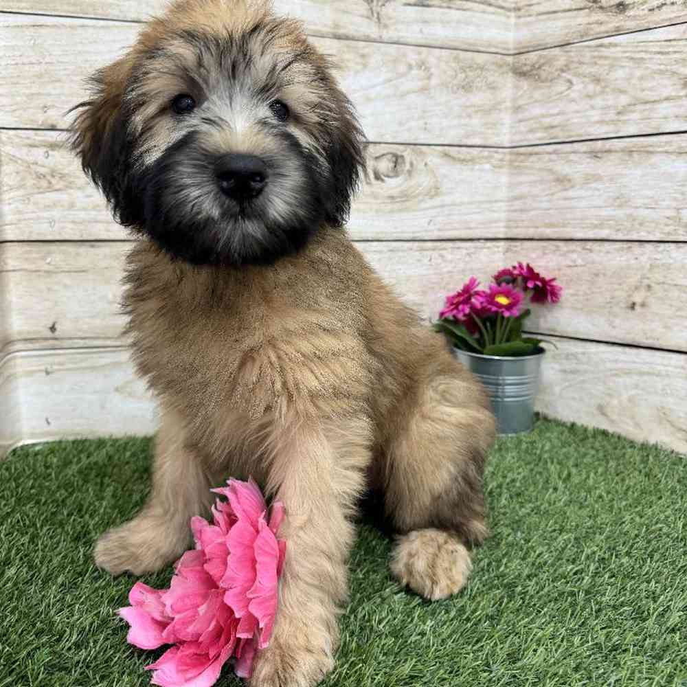 Female Soft Coated Wheaten Terrier Puppy for Sale in Braintree, MA