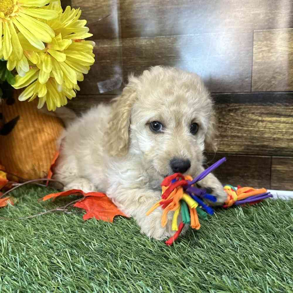 Male Cockapoo 2nd Gen Puppy for Sale in Saugus, MA