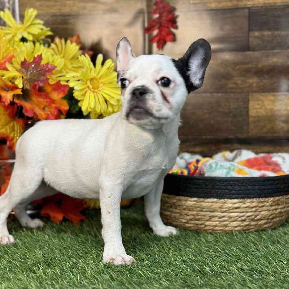 Male French Bulldog Puppy for Sale in Saugus, MA