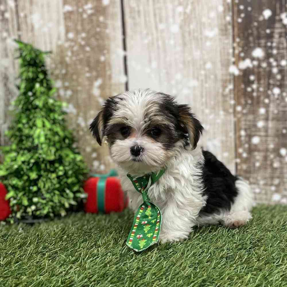 Male Morkie Puppy for Sale in Braintree, MA