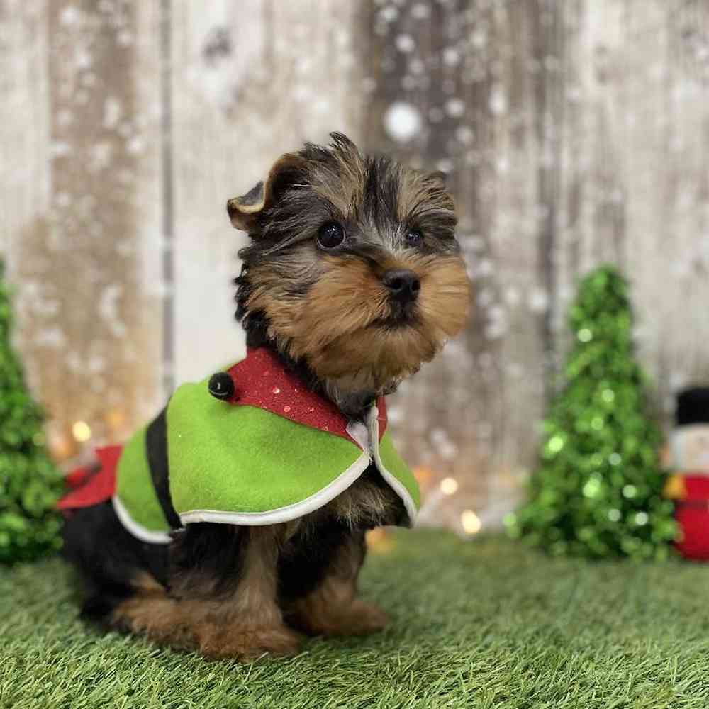 Male Silky Terrier Puppy for Sale in Braintree, MA