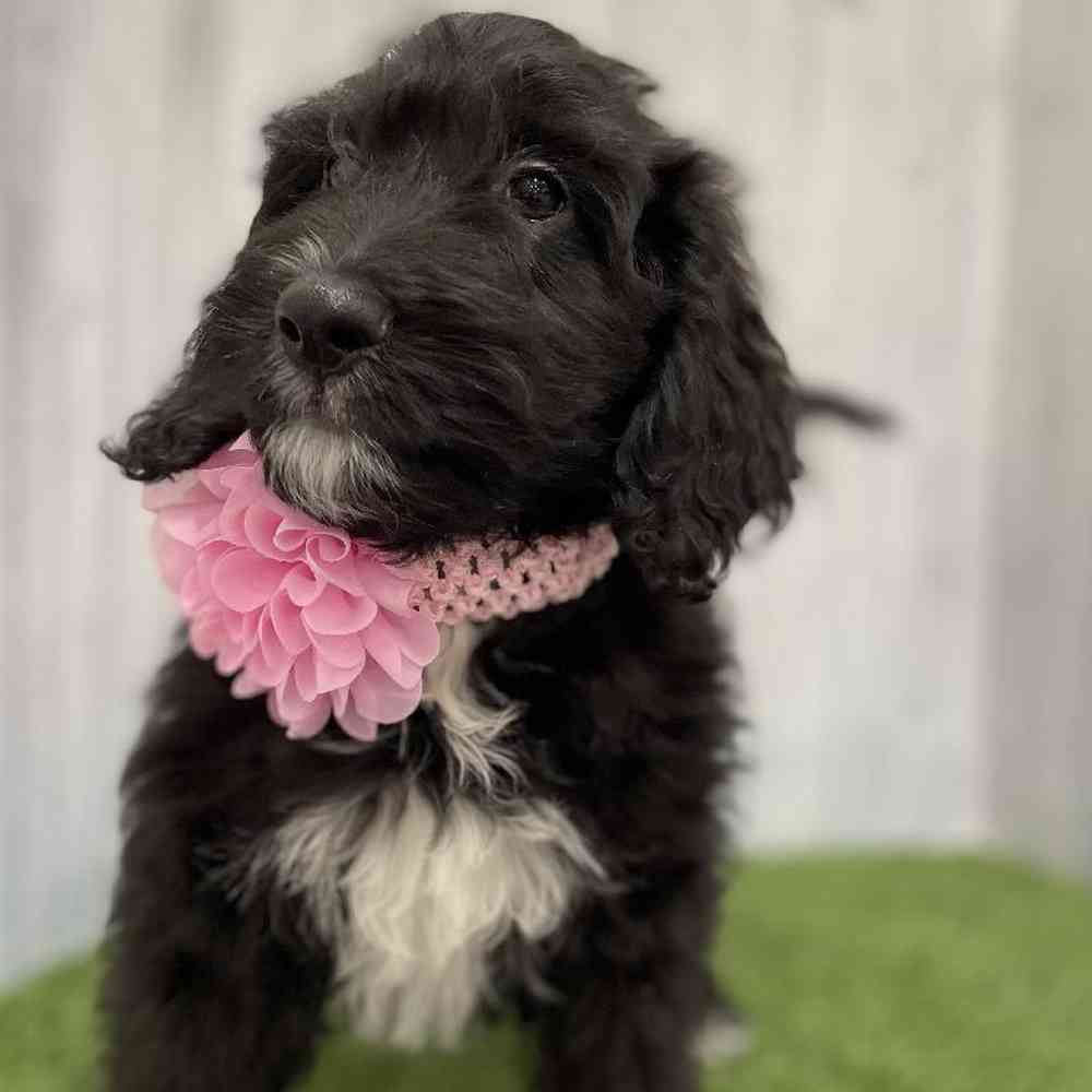 Female Moyen Goldendoodle Puppy for Sale in Braintree, MA