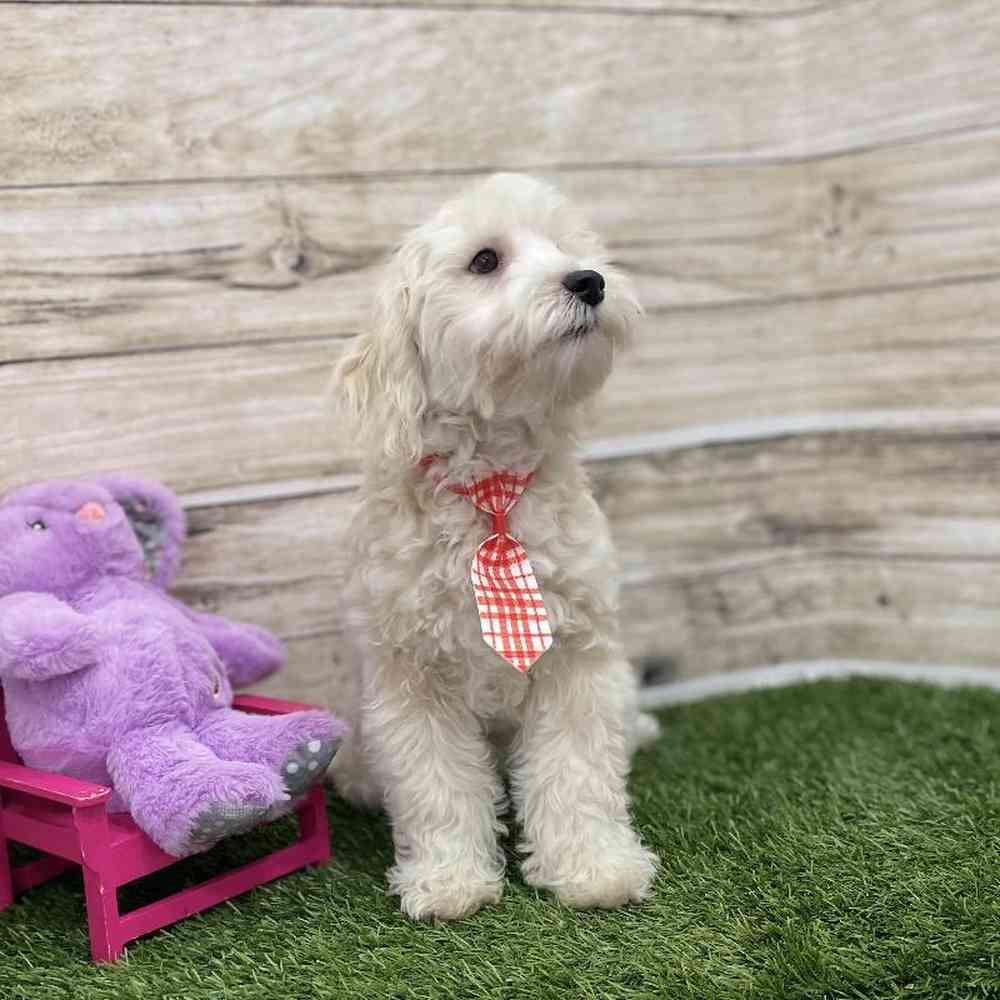 Male Schnoodle Puppy for Sale in Braintree, MA