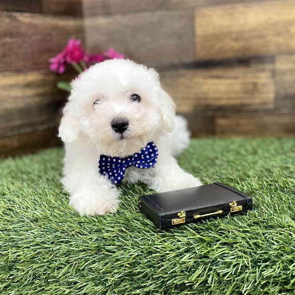 Male Bichon Frise Puppy for Sale in Braintree, MA