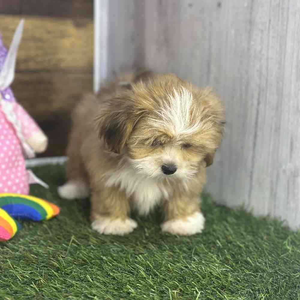 Female Lhasa Apso Puppy for Sale in Saugus, MA