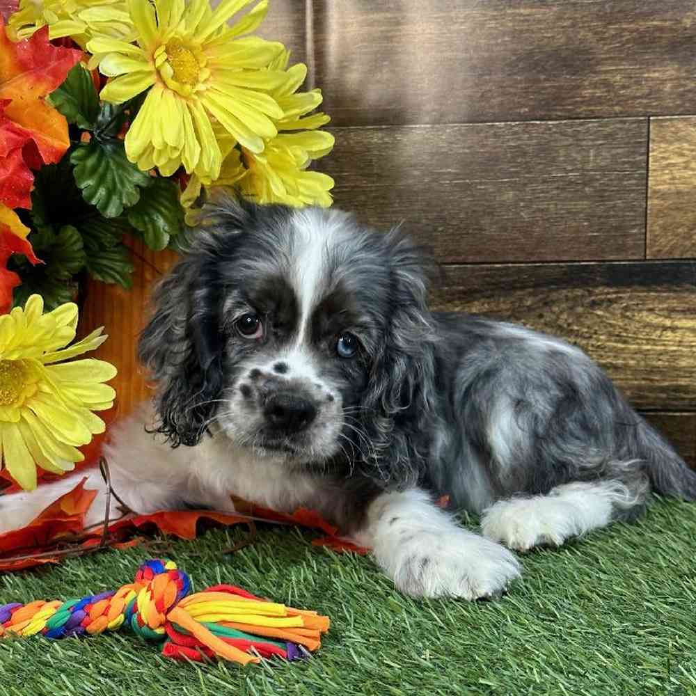 Male Cocker Spaniel Puppy for Sale in Saugus, MA