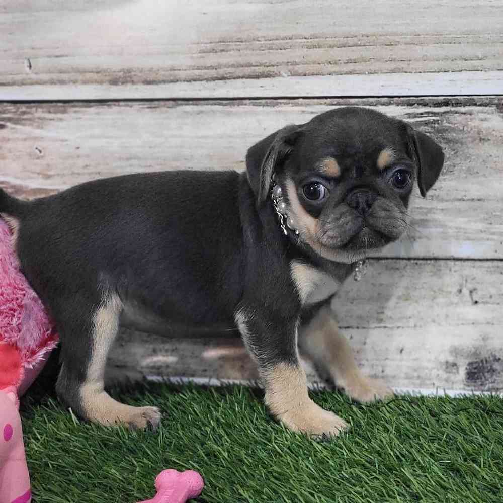 Female Pug Puppy for Sale in Saugus, MA