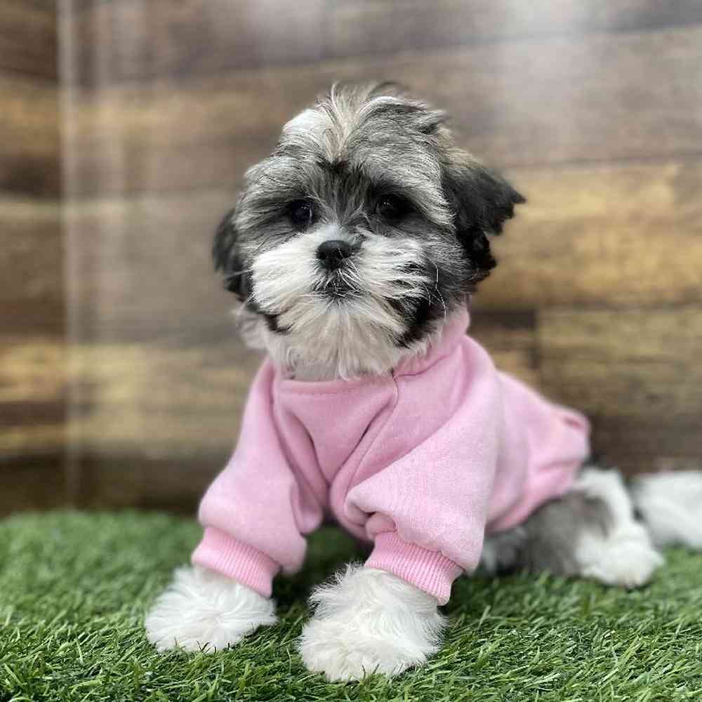 Female Malshi Puppy for Sale in Braintree, MA