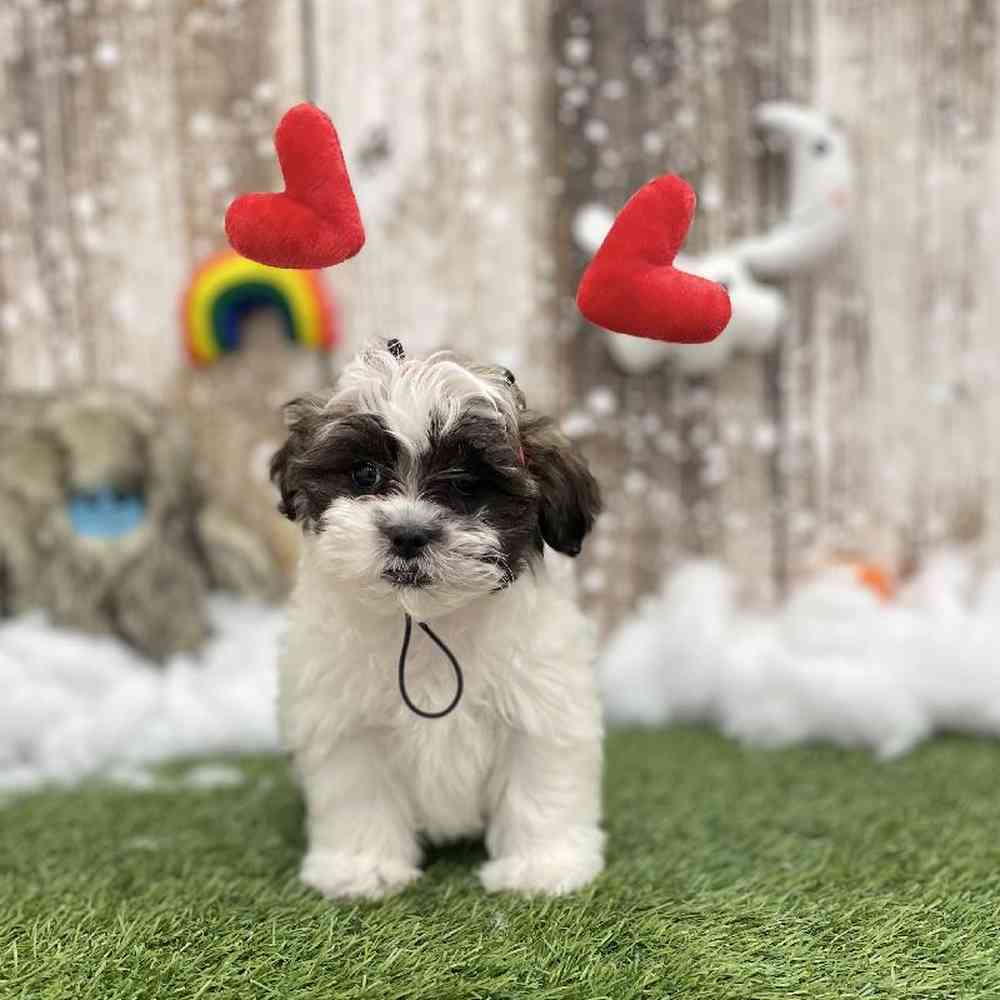 Male Shih-Poo Puppy for Sale in Braintree, MA