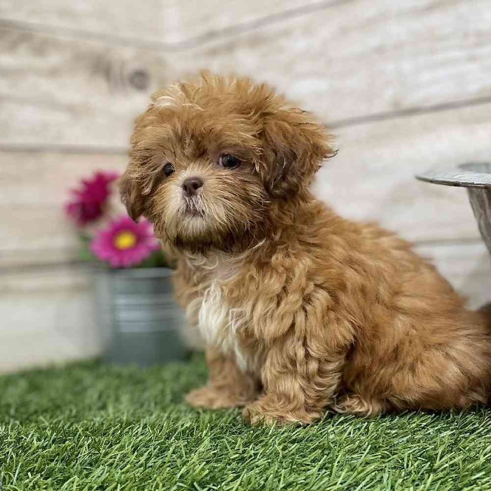 Female Shih Tzu Puppy for Sale in Braintree, MA