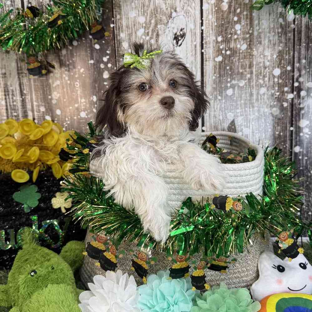 Female Havanese Puppy for Sale in Saugus, MA