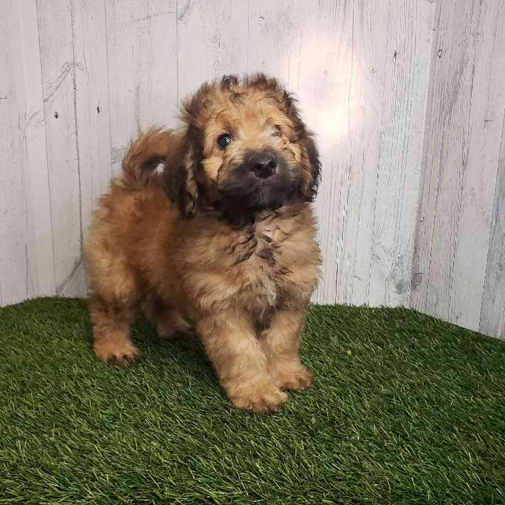 Male Mini Goldendoodle 2nd Gen Puppy for sale