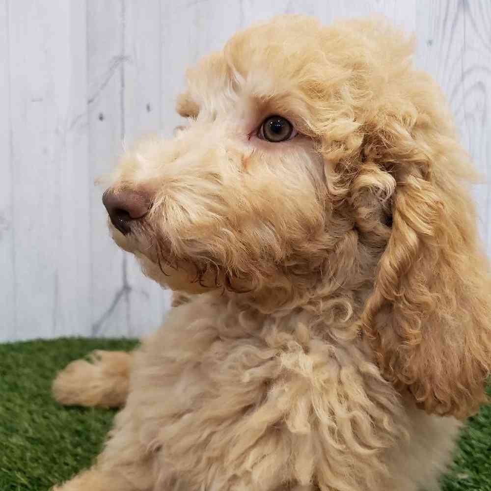 Male Standard Poodle Puppy for sale