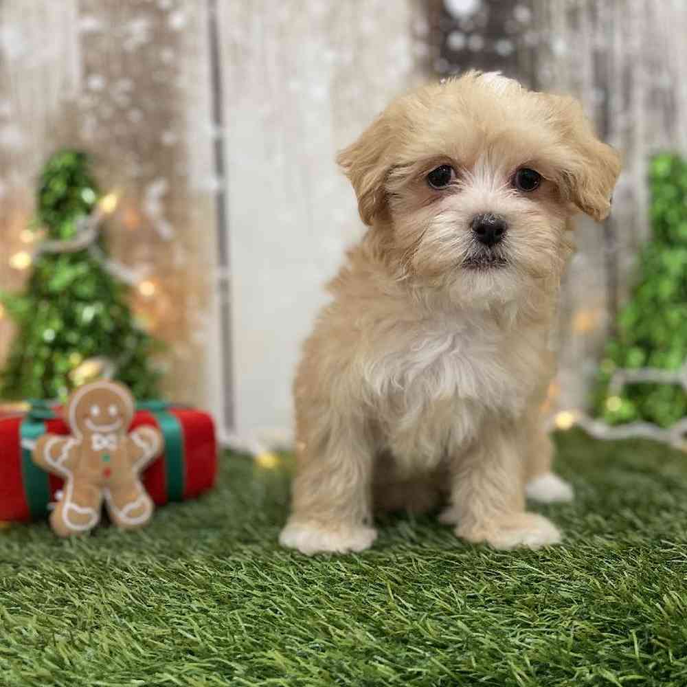 Female Malti-Poo Puppy for Sale in Braintree, MA