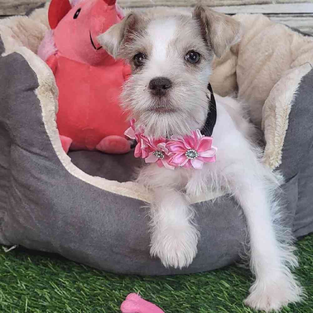 Female Miniature Schnauzer Puppy for Sale in Saugus, MA