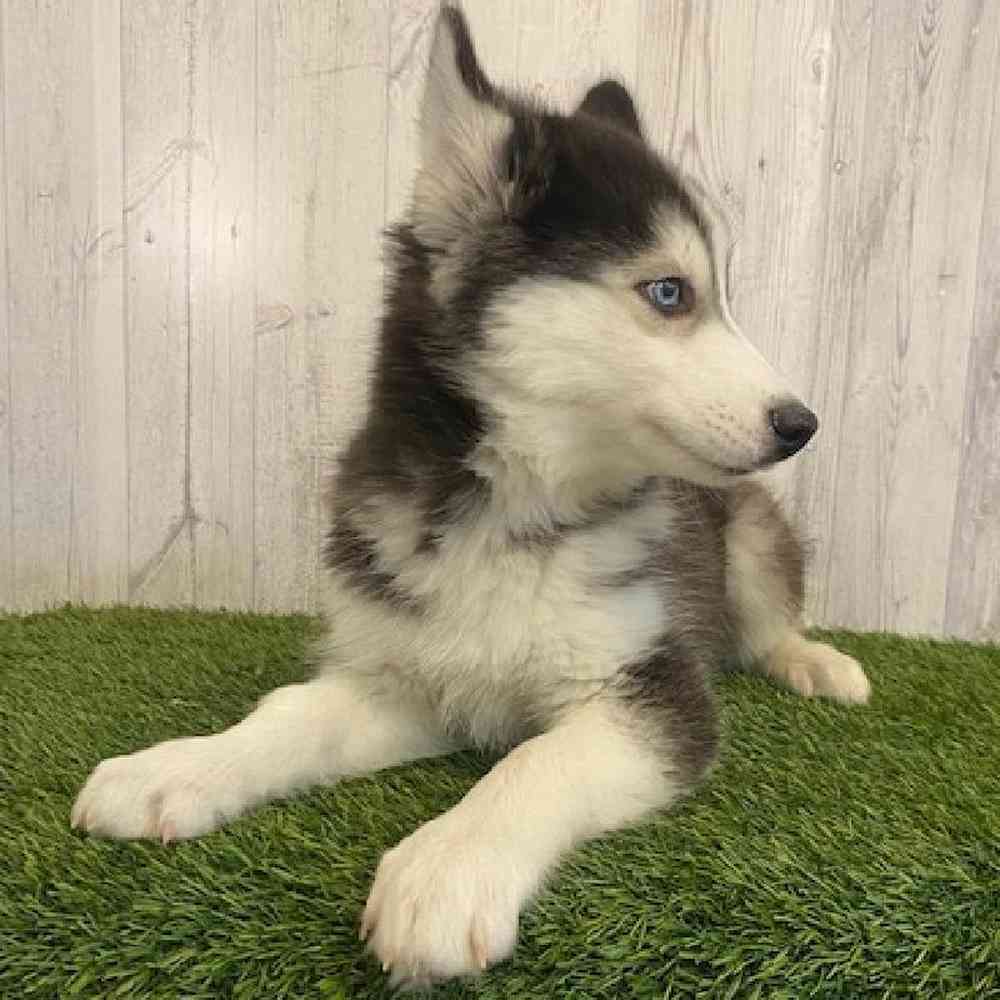 Male Siberian Husky Puppy for sale