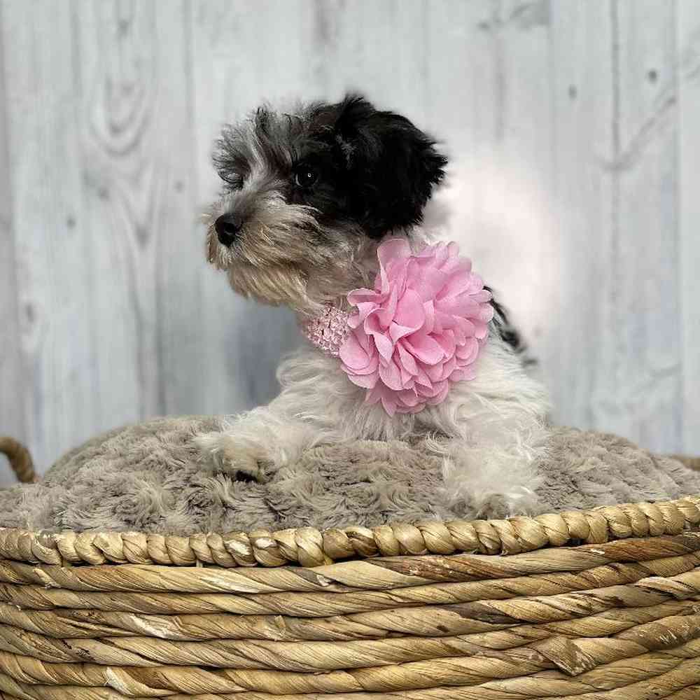 Female Miniature Schnauzer Puppy for sale