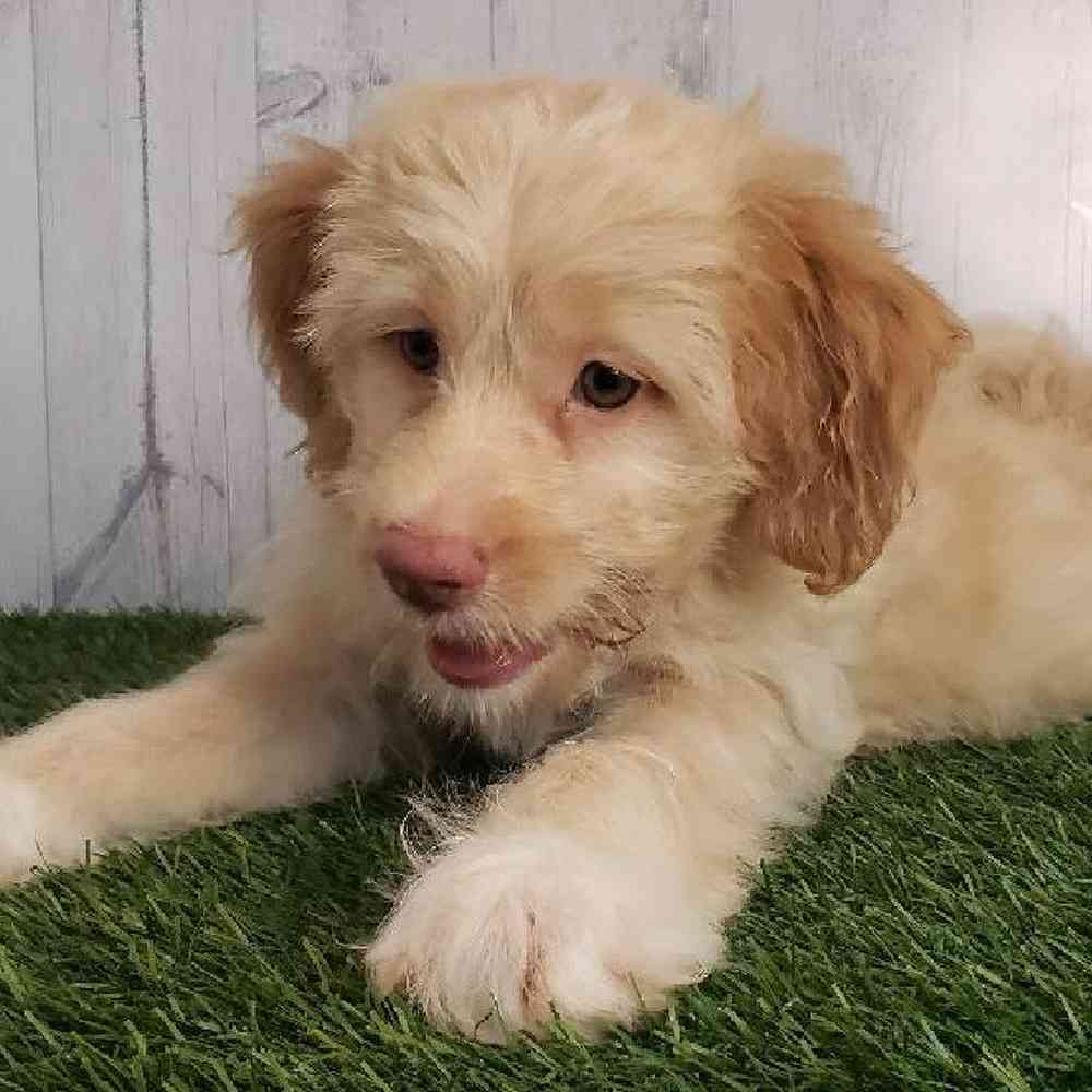 Female Mini Labradoodle Puppy for sale
