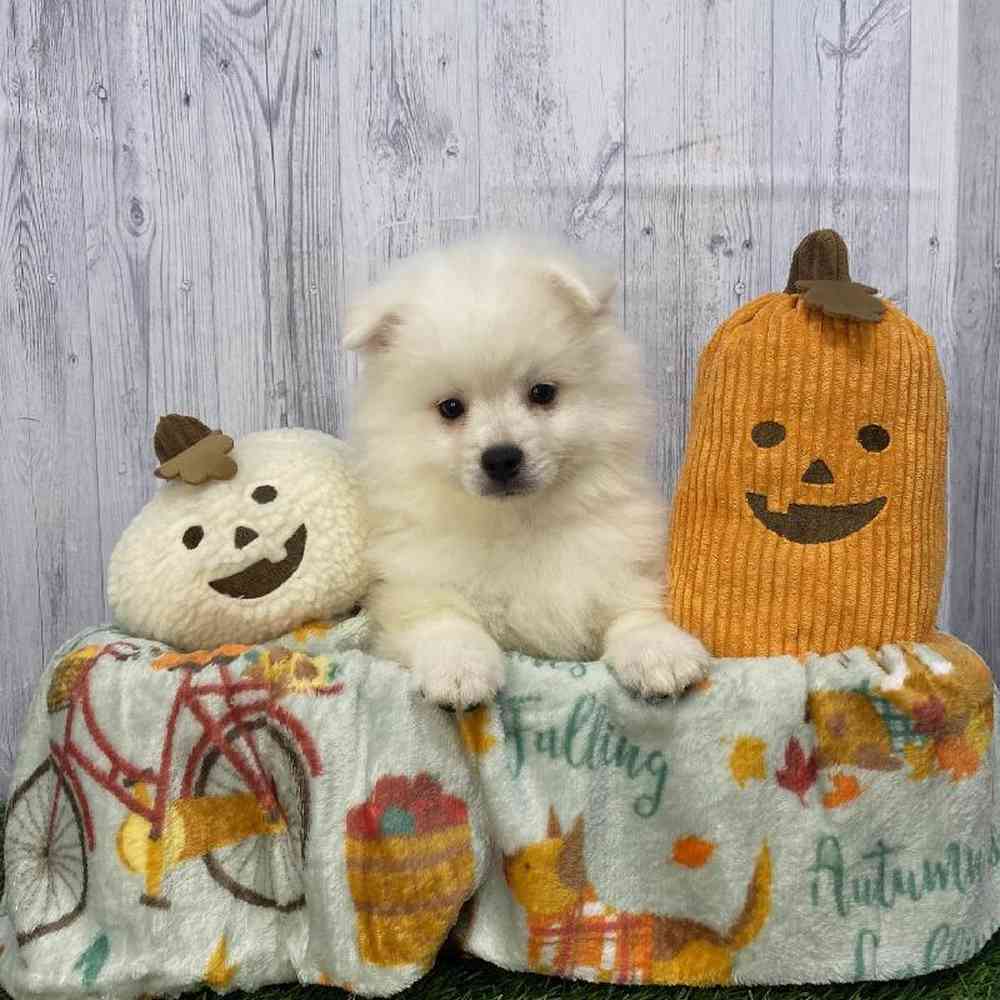 Male American Eskimo Puppy for Sale in Saugus, MA