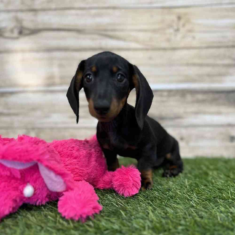 Female Dachshund Puppy for Sale in Saugus, MA