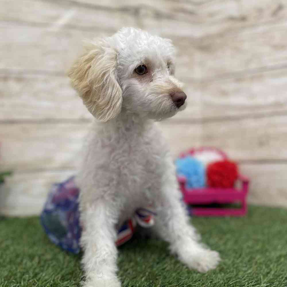 Female Cockapoo 2nd Gen Puppy for Sale in Braintree, MA