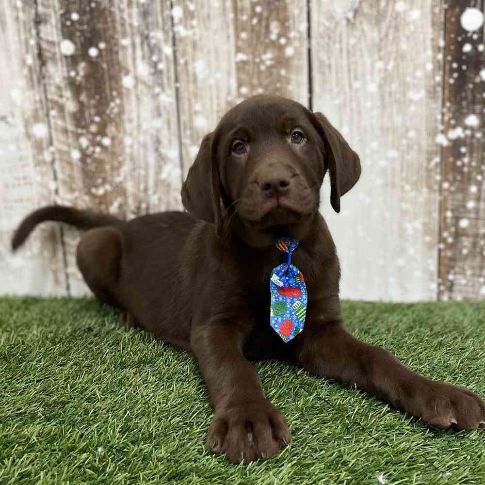 Male Labrador Retriever Puppy for Sale in Braintree, MA