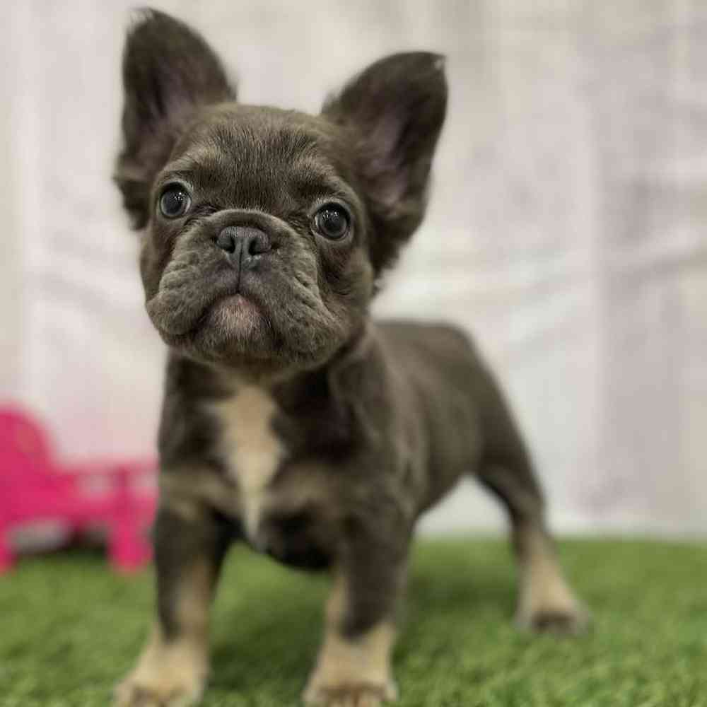 Female French Bulldog Puppy for Sale in Braintree, MA