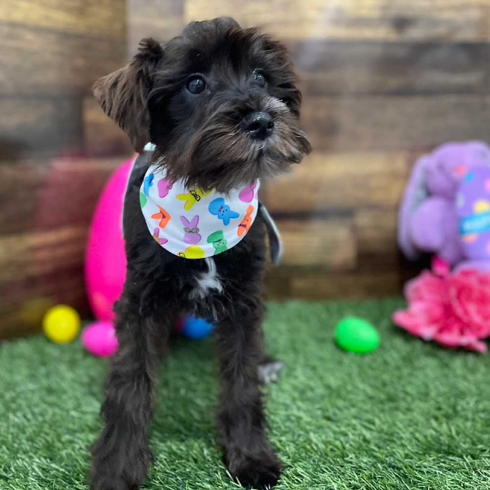 Female Miniature Schnauzer Puppy for Sale in Braintree, MA