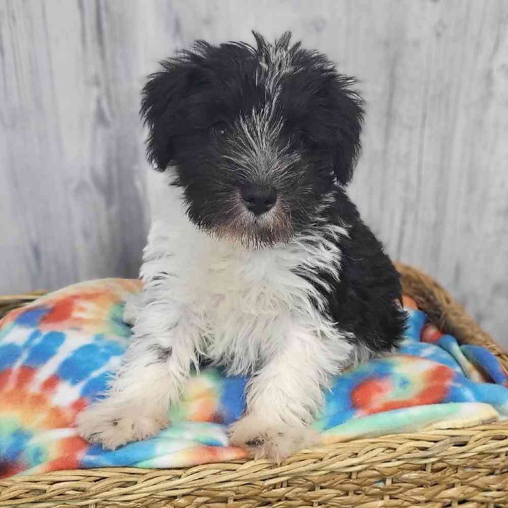 Male Miniature Schnauzer Puppy for Sale in Saugus, MA