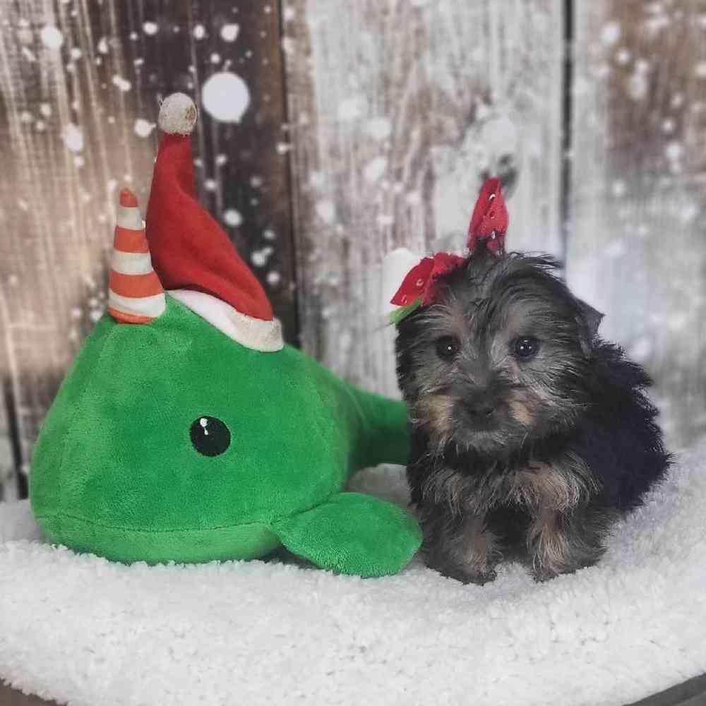 Female Silky Terrier Puppy for Sale in Saugus, MA