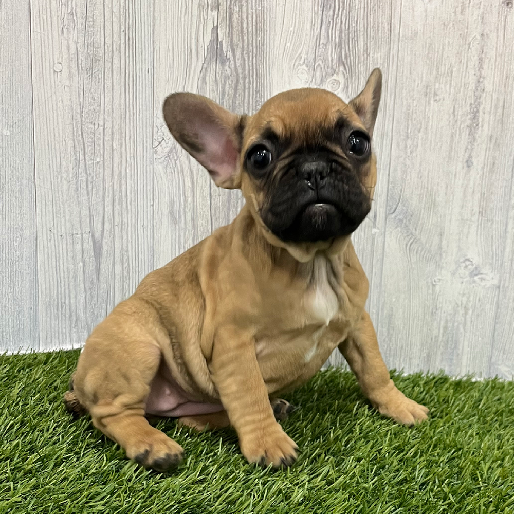 Female French Bulldog Puppy for Sale in Braintree, MA