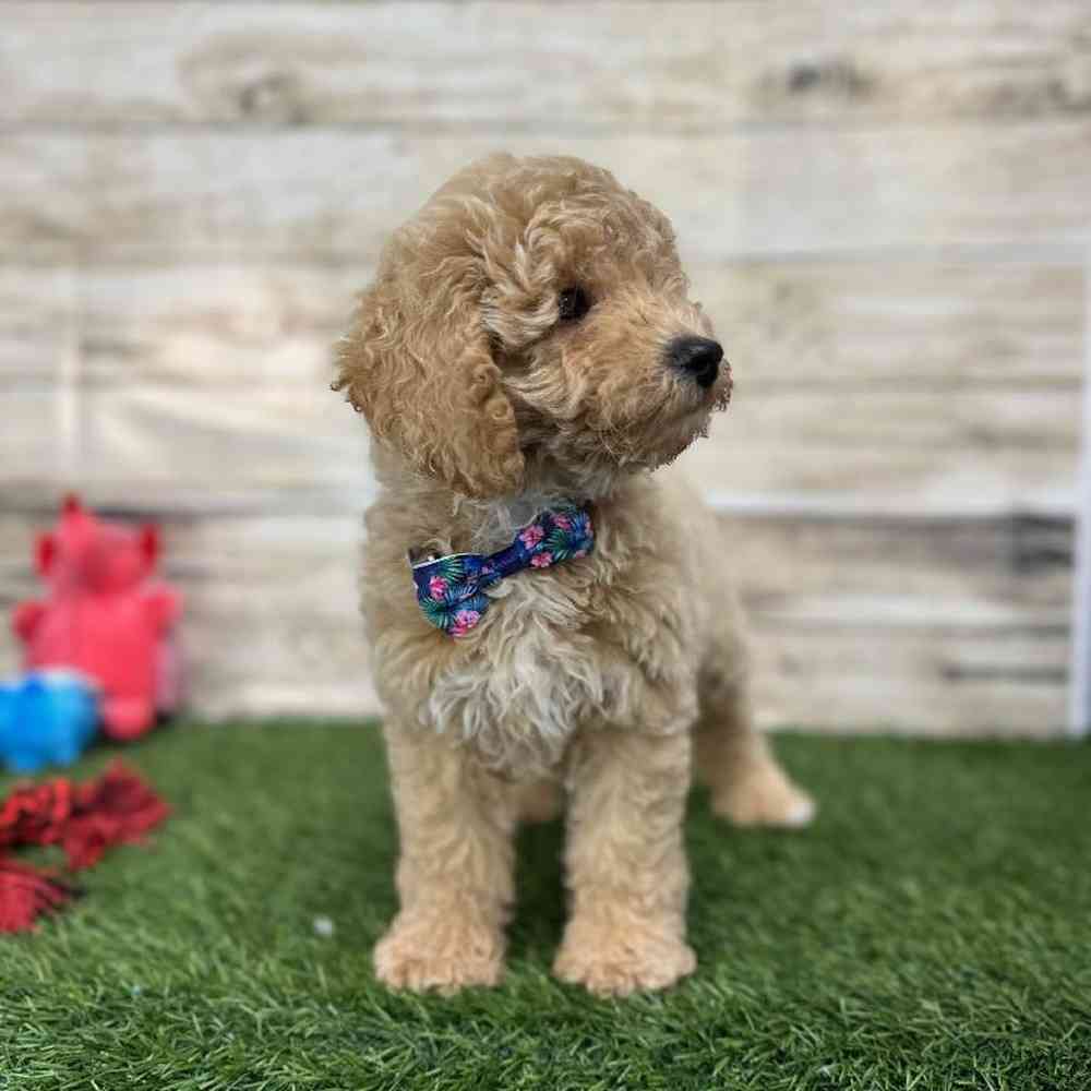 Male Mini Goldendoodle F1BB Puppy for Sale in Saugus, MA