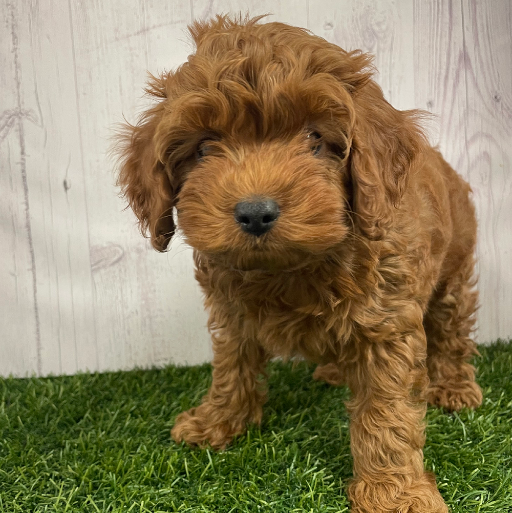 Male Cockapoo 2nd Gen Puppy for Sale in Braintree, MA