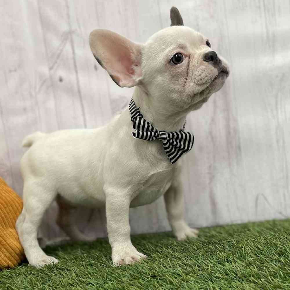 Male French Bulldog Puppy for Sale in Braintree, MA
