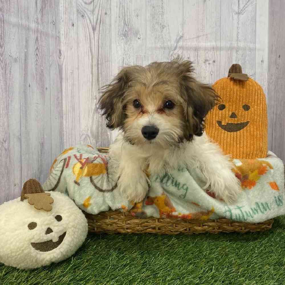 Female Hava-Chon Puppy for Sale in Saugus, MA