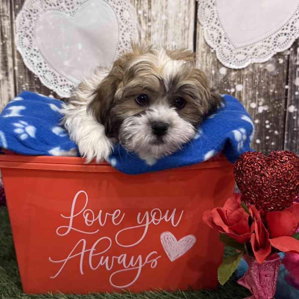 Male Teddy Bear (Zuchon) 2nd Gen Puppy for Sale in Saugus, MA