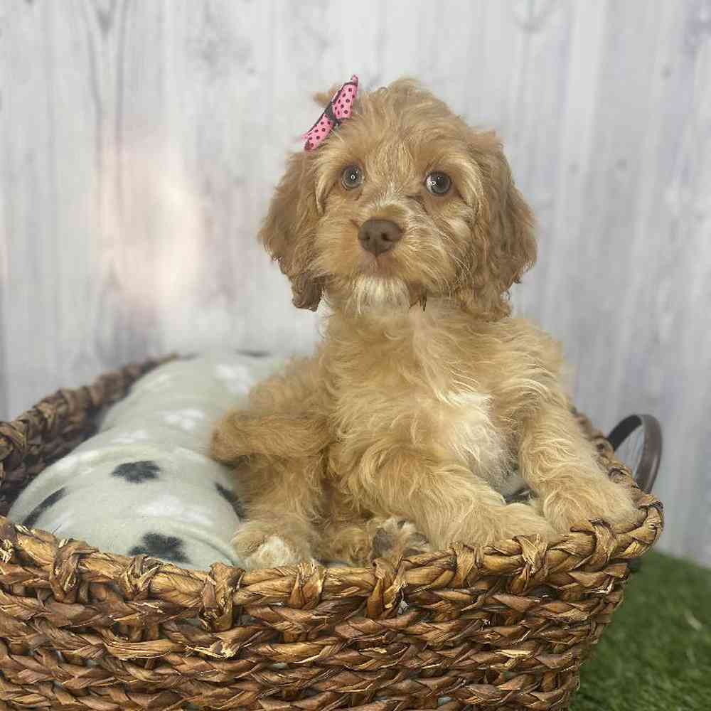 Female Cockapoo Puppy for Sale in Saugus, MA