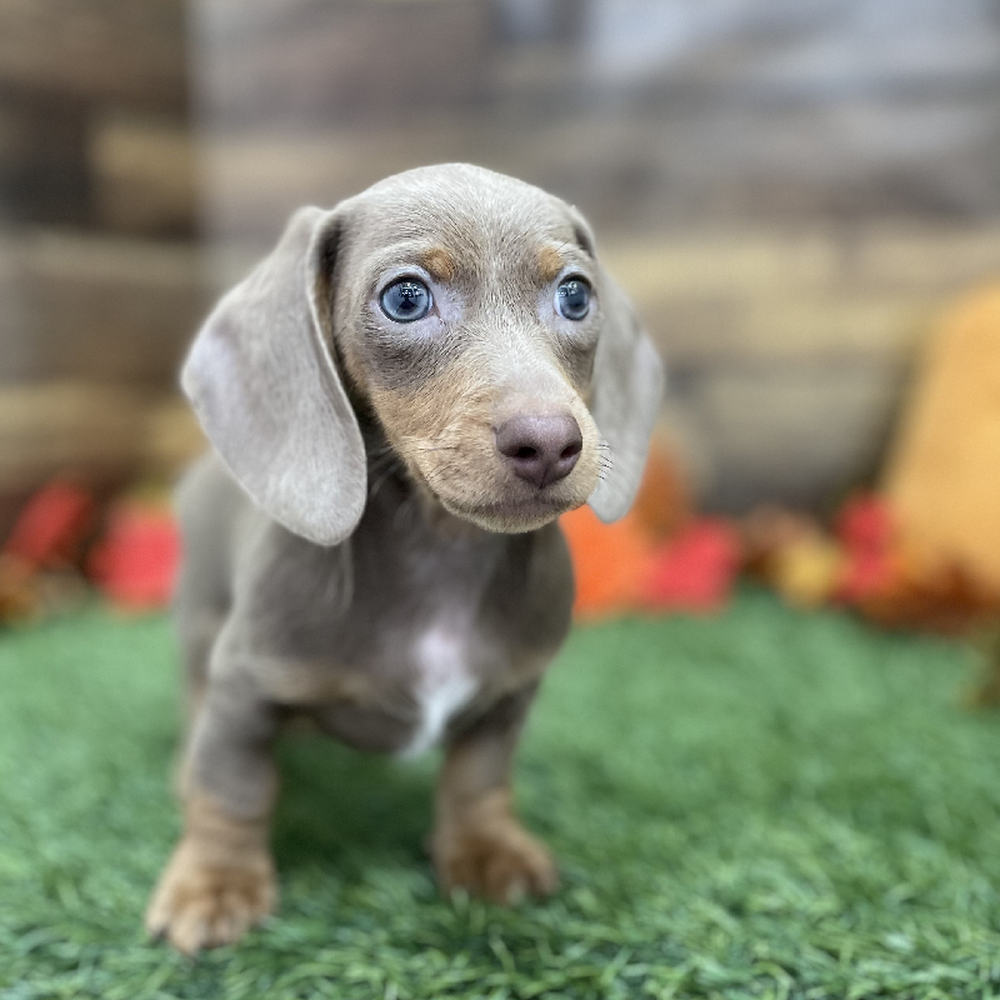 Male Dachshund Puppy for Sale in Braintree, MA