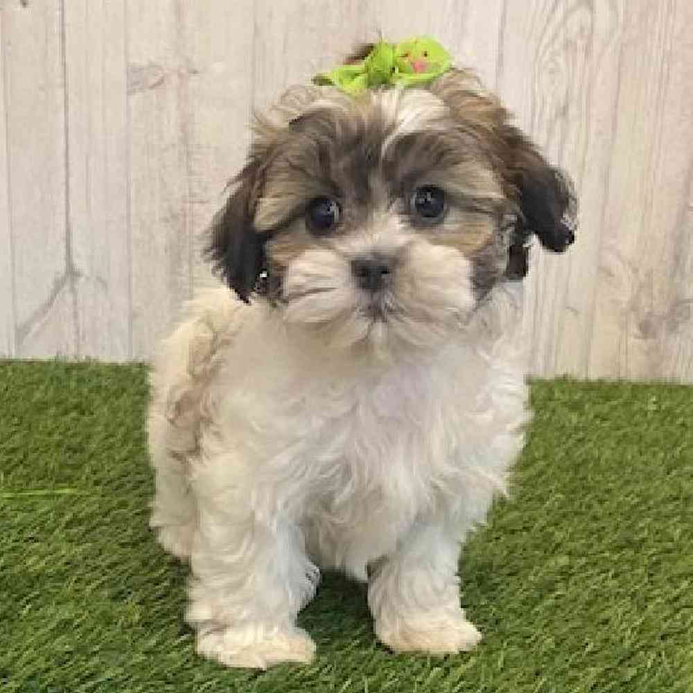 Female Teddy Bear (Zuchon) Puppy for sale