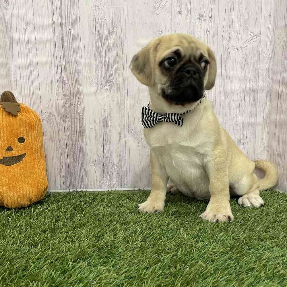 Male Pug Puppy for Sale in Braintree, MA