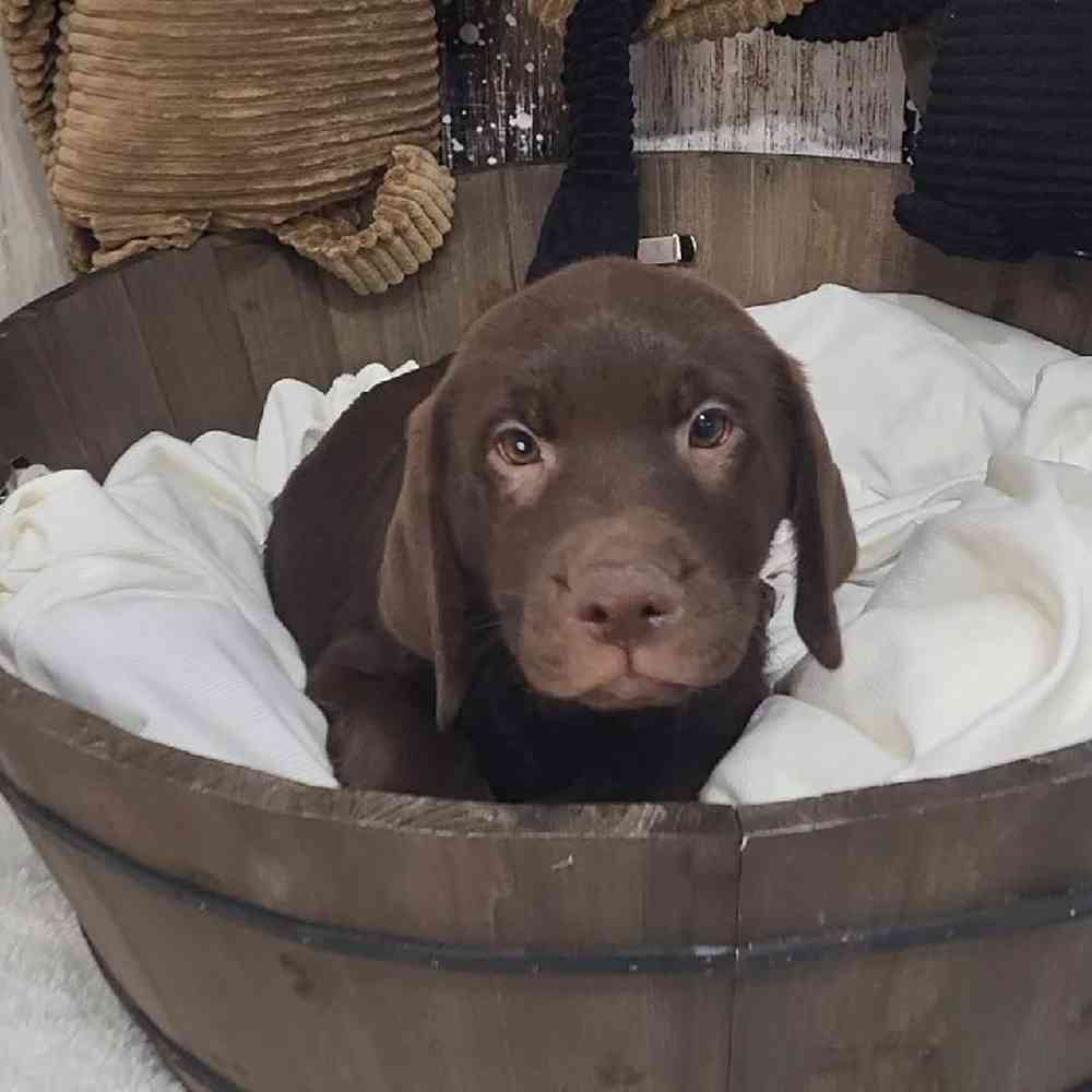 Male Labrador Retriever Puppy for Sale in Saugus, MA
