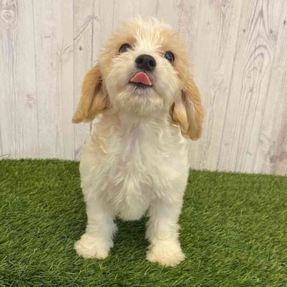 Male Cavachon Puppy for sale