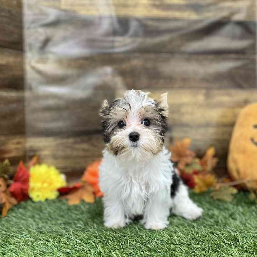 Female Yorkshire Terrier Puppy for Sale in Braintree, MA